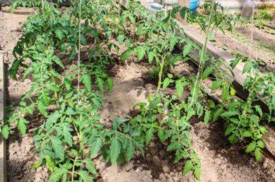 Что добавить в лунку при высадке рассады томатов: будут расти как на дрожжах - sadogorod.club