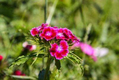 Агрессивные цветы, которые не стоит разводить в саду: 5 растений, создающих много проблем - sadogorod.club