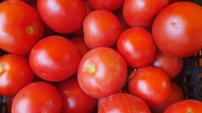 Анастасия Коврижных - Причины появления «корявых» помидоров: что можно сделать, чтобы урожай был не только вкусным, но и красивым - sadogorod.club