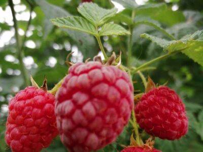 Натуральное удобрение для малины: чем подкормить кусты, чтобы было много сладких ягод - sadogorod.club