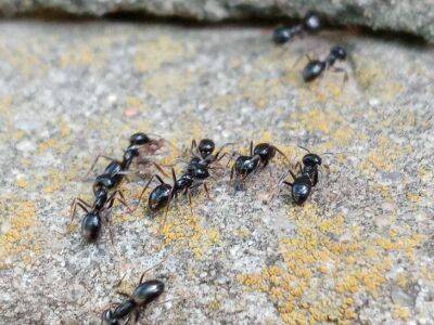 Ложка меда и еще один компонент избавят участок от муравьев: сладкая отрава - sadogorod.club