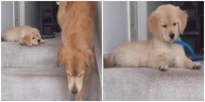 “Как ты это делаешь?”: щенок пытается научиться спускаться с лестницы - mur.tv