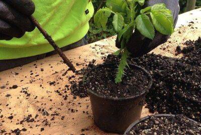 Как приготовить стимулятор роста корней из одного продукта: натуральное средство - sadogorod.club
