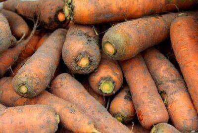 Какой овощ хранить вместе с морковью, чтобы корнеплоды не загнили - sadogorod.club