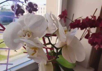 Орхидея не выживет рядом с такими соседями: капризный цветок откажется расти и цвести - sadogorod.club