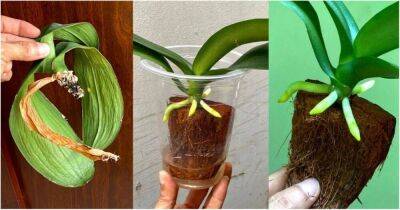 Абсолютно новый способ восстановления орхидеи с больными корнями, эффект уже через 45 дней - lifehelper.one
