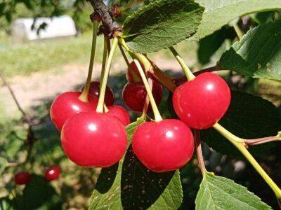 Как защитить урожай от вишневой мухи: 3 невероятно простых способа - sadogorod.club