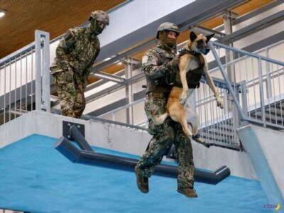 Как в Германии готовят собак для армии - chert-poberi.ru - Германия