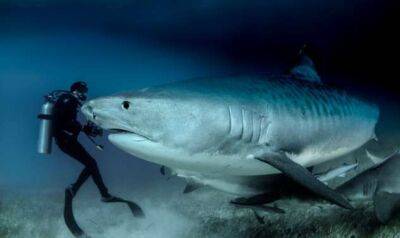 40 диких фактов об акулах, которые знают далеко не все (9 фото) - chert-poberi.ru - Россия