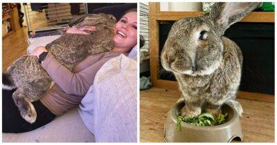 Гигантский кролик Гуус, который весит 22 кг, удивляет всех своим размером и добродушным характером - cpykami.ru - Амстердам