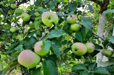Как избежать расслоения коры на яблоне: защита от снижения урожайности и гибели дерева - sadogorod.club