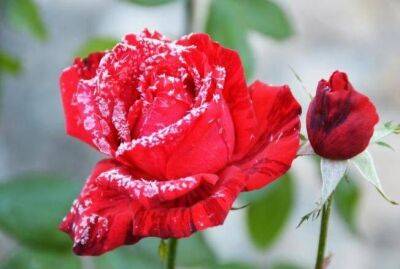Какая роза является самой древней в мире: об этом мало кто знает - sadogorod.club - Германия
