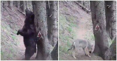 Медведь почесался о дерево в лесу – и реакция других хищников не заставила себя ждать - mur.tv