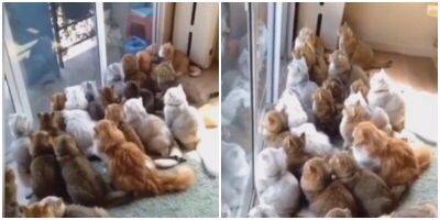 “Кошачий телевизор”: целая толпа котиков наблюдает за одним гоулбем - mur.tv