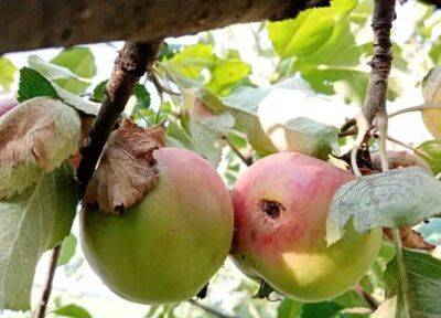 Какие фрукты никогда не хранят рядом с яблоками: почернеют и сгниют - sadogorod.club