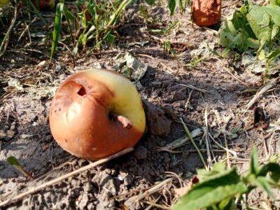 Можно ли использовать с пользой гнилые фрукты на огороде: совет тем, кто боится испортить компост - sadogorod.club