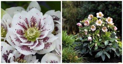 Морозник — цветок, который первым украсит ваш сад после холодов - lifehelper.one