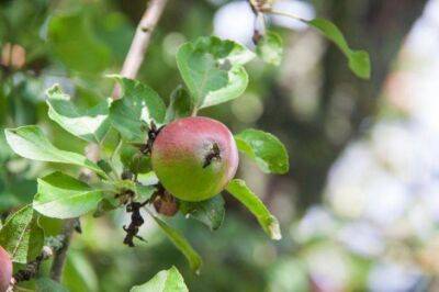 Какие приметы связаны с яблоней в саду: суеверия, в которые верят - sadogorod.club