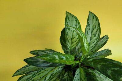 Почему у диффенбахии опускаются листья: секрет красивого растения - sadogorod.club