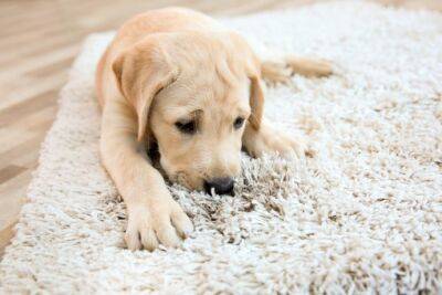 4 полезных подсказки по уборке ковра на полу для владельцев домашних животных - polsov.com