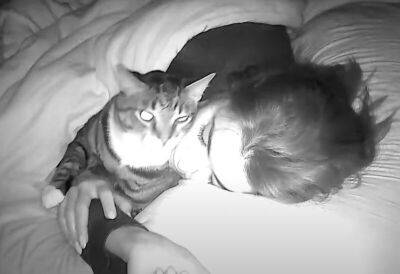 Хозяйка установила камеру, чтобы показать, что ее кот делает ночью в кровати - mur.tv
