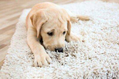 4 полезных подсказки по уборке ковра на полу для владельцев домашних животных - lifehelper.one
