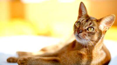 Абиссинская кошка: все об этой породе кошачьих - mur.tv - Англия - Эфиопия