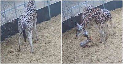 Момент рождения детеныша жирафа попал на видео - mur.tv