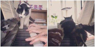 “Сначала научись!”: кот помешал людям играть на пианино - mur.tv