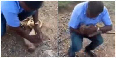 В Индии мужчина успешно реанимировал обезьяну после нападения собаки - mur.tv - Индия