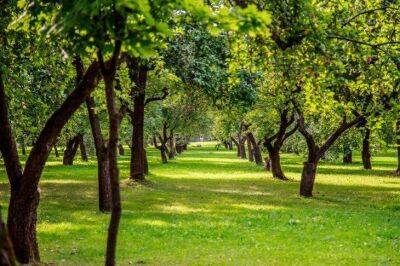 Чем подкормить деревья, чтобы они плодоносили ежегодно: важная ноябрьская подкормка - sadogorod.club