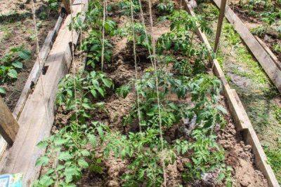 Как самостоятельно приготовить грунт для томатной рассады: секрет бережливых огородников - sadogorod.club