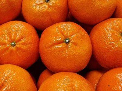 Свои мандарины к Новому году: как вырастить мандарин из косточки - sadogorod.club