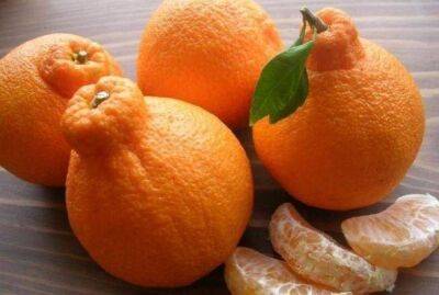 Свои мандарины: как вырастить фрукт из косточки - sadogorod.club