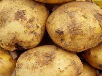 Что будет, если посадить разные сорта картофеля вперемешку: дачники не представляют, что их ждет - sadogorod.club