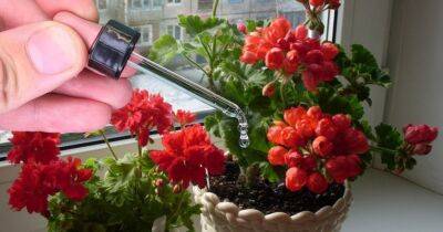 Подруга раскрыла секрет шикарного домашнего цветника: для всех растений она использует копеечное средство из аптеки - cpykami.ru