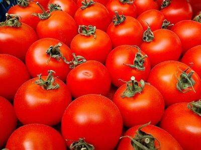 Правила выращивания высокорослых томатов: чем подвязывать кусты - sadogorod.club