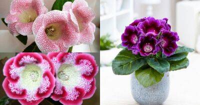 Глоксиния — цветок, который станет украшением любого подоконника - cpykami.ru