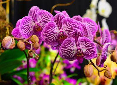 ​Почему орхидея может стать липкой - polsov.com