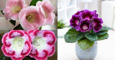 Глоксиния — цветок, который станет украшением любого подоконника - lifehelper.one