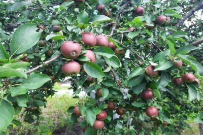 Как защитить яблоню от плодожорки без всяких обработок: дельный совет - sadogorod.club