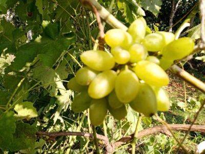 Как спасти замёрзший виноград: методы восстановления и советы опытных виноградарей - sadogorod.club - Виноград