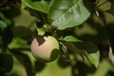 Что «особое» дать яблоням, чтобы плоды не осыпались: дедовский секрет - sadogorod.club