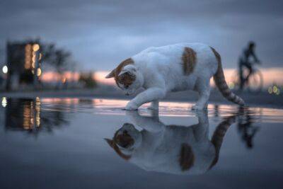 ​Что стоит знать о том, почему кошки не любят воду - polsov.com