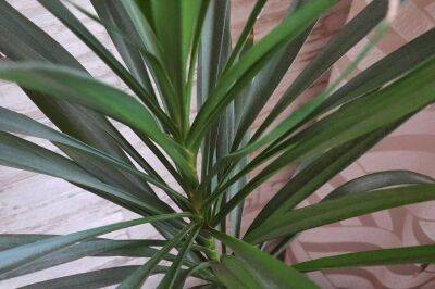Почему сохнут листья комнатной пальмы: вот куда нужно переставить растение - sadogorod.club