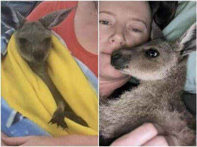 Осиротевший кенгурёнок стоял на обочине и дрожал от страха - mur.tv - Австралия