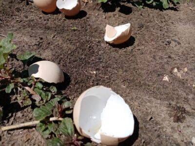 Как подкормить рассаду яичной скорлупой: проверенный рецепт - sadogorod.club
