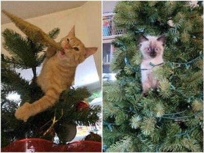 15 смешных котеек, которые уже готовы атаковать новогоднюю ёлку - mur.tv