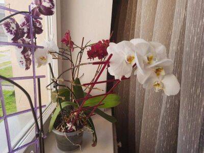 Выращивание орхидеи из корней. Как правильно это делать, чтобы цветок был красивый и большой - sadogorod.club