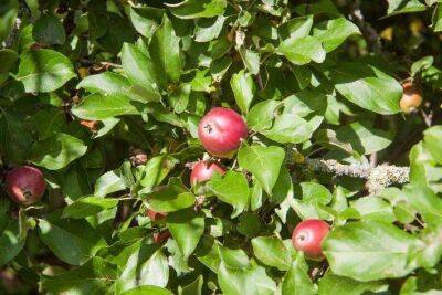 Почему опадают яблоки и как сохранить урожай: 5 советов начинающим садоводам - sadogorod.club